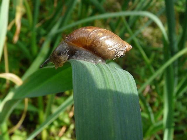 Succinea putris L., 1758